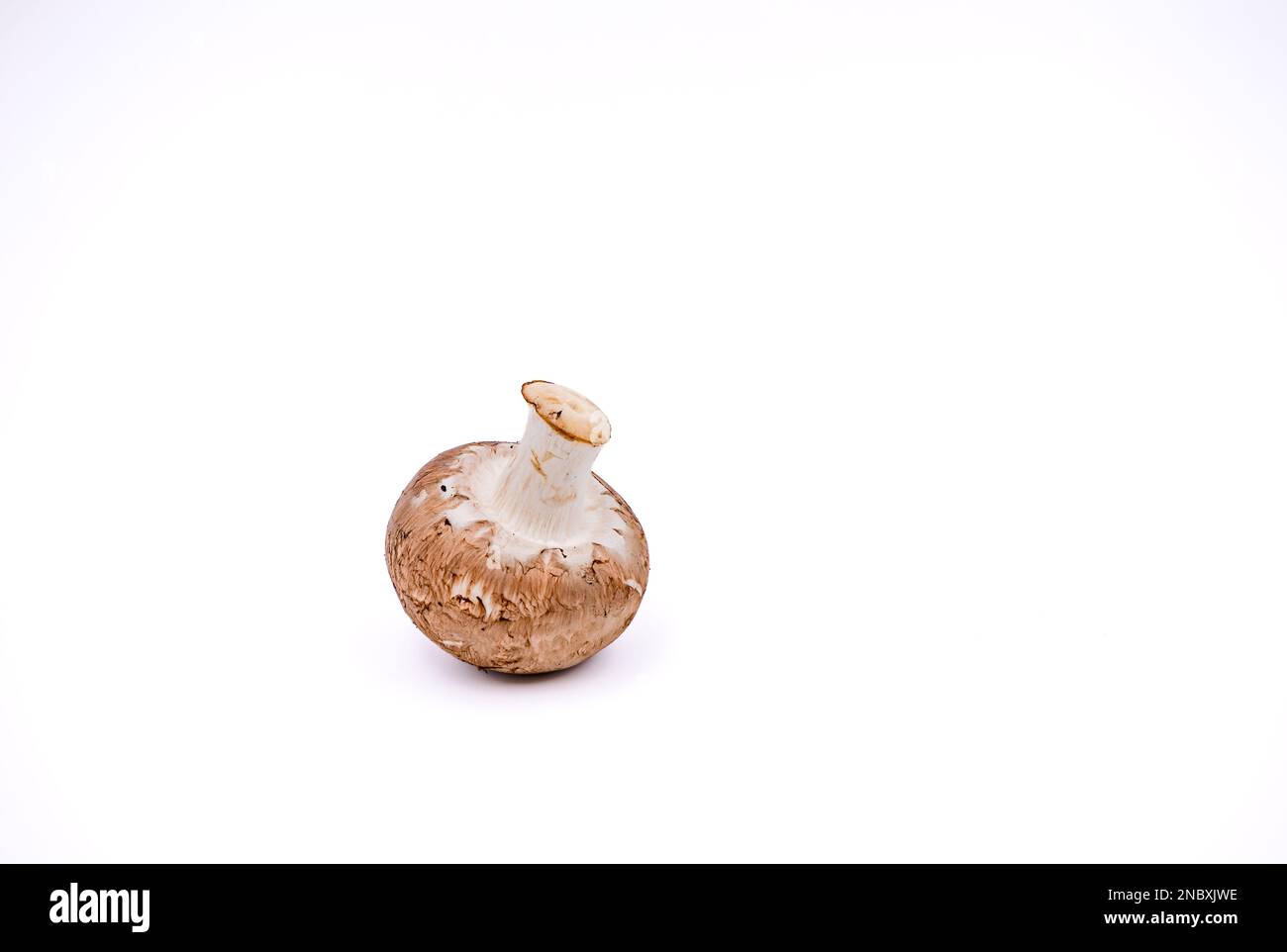 Un fungo come un raccolto di cibo sano ritagliato con alta profondità di campo come uno studio shot Foto Stock