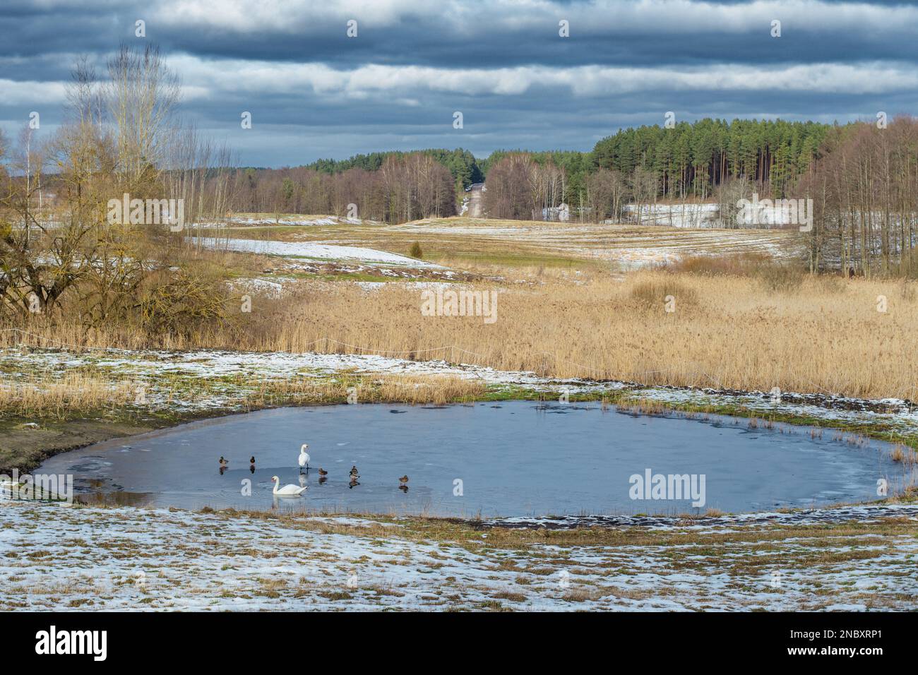 Splendido paesaggio invernale o primaverile con pinete, nubi, stagno congelato e cigni nel villaggio di Margionys, Dzūkija o Dainava regione Foto Stock