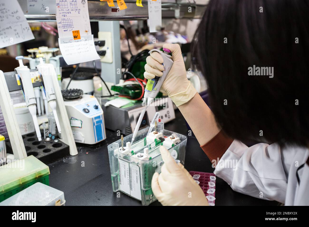 Analisi Western blot utilizzare come analisi delle proteine per il rilevamento delle proteine. Questa tecnica viene utilizzata in laboratori medici o di ricerca. Inoltre, il metodo rileva l'HIV Foto Stock