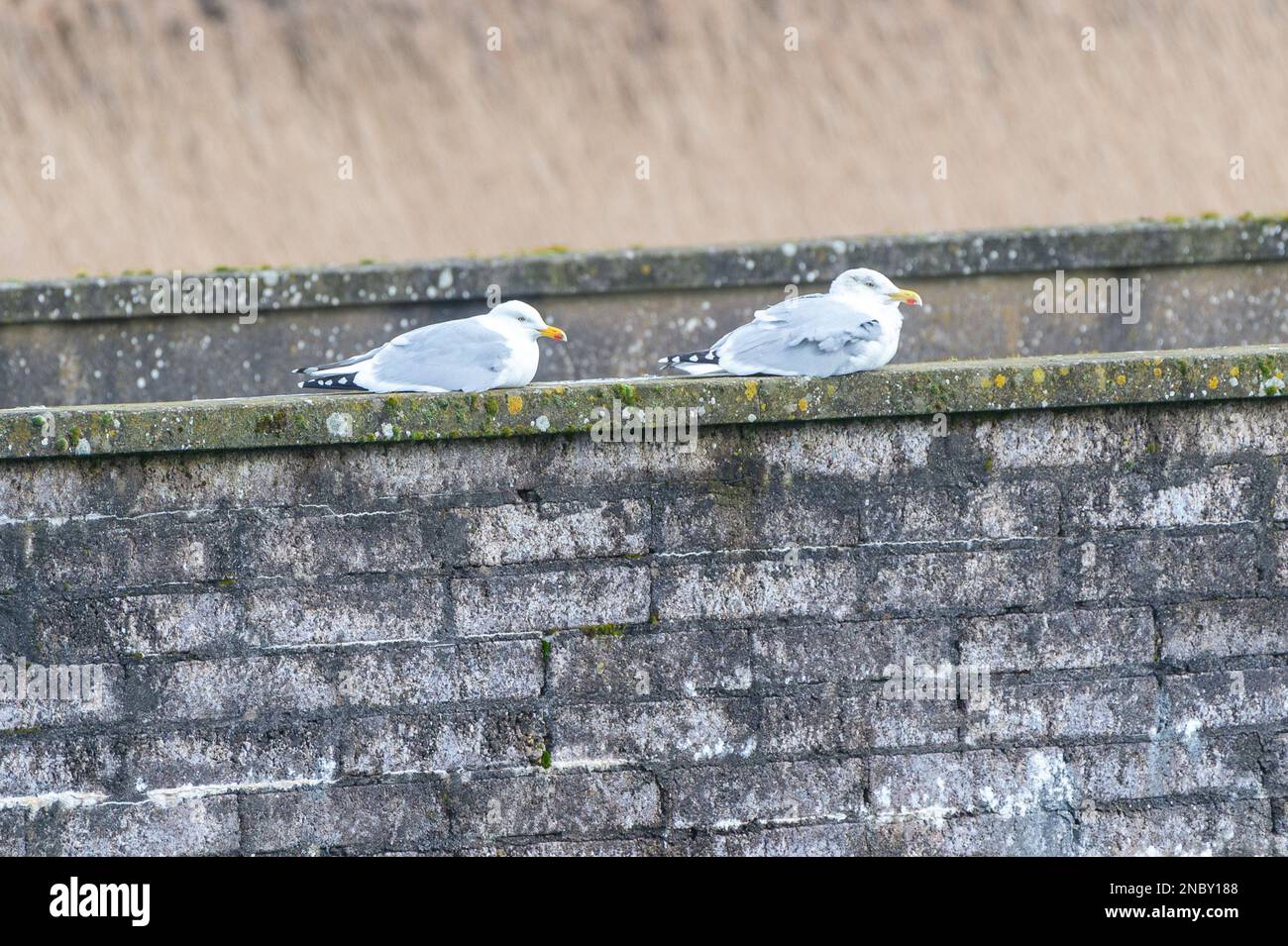 Lislevane, West Cork, Irlanda. 14th Feb, 2023. Due gabbiani di aringa si riparano dal vento alto sulla strada sopraelevata di Lislevane a Cork Ovest oggi. Credit: AG News/Alamy Live News Foto Stock