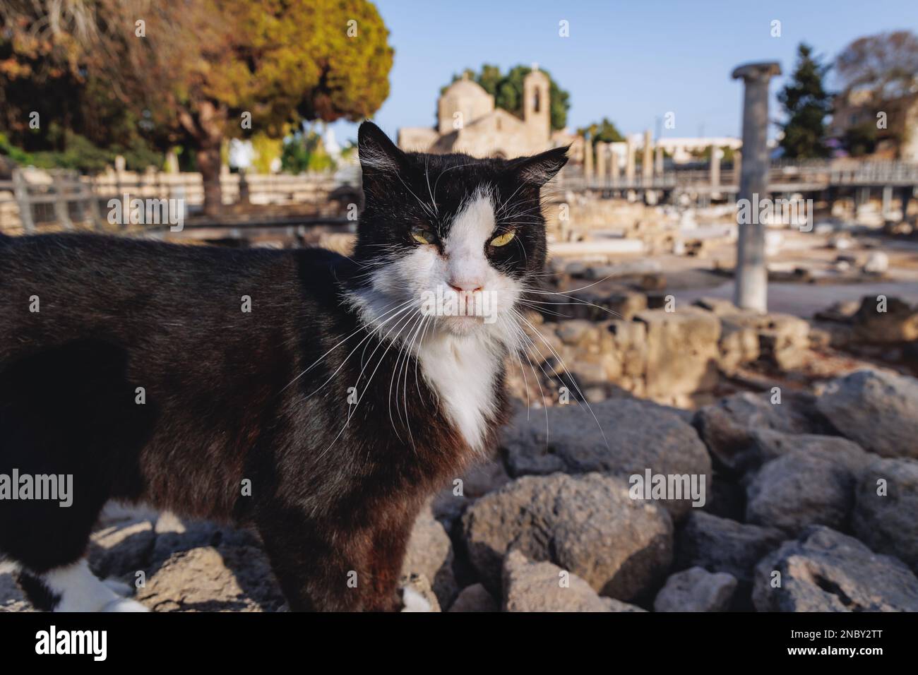 Gatto di fronte alla chiesa di Agia Kyriaki Chrysopolitissa nel complesso archeologico di Chrysopolitissa nella città di Paphos, paese isola di Cipro Foto Stock