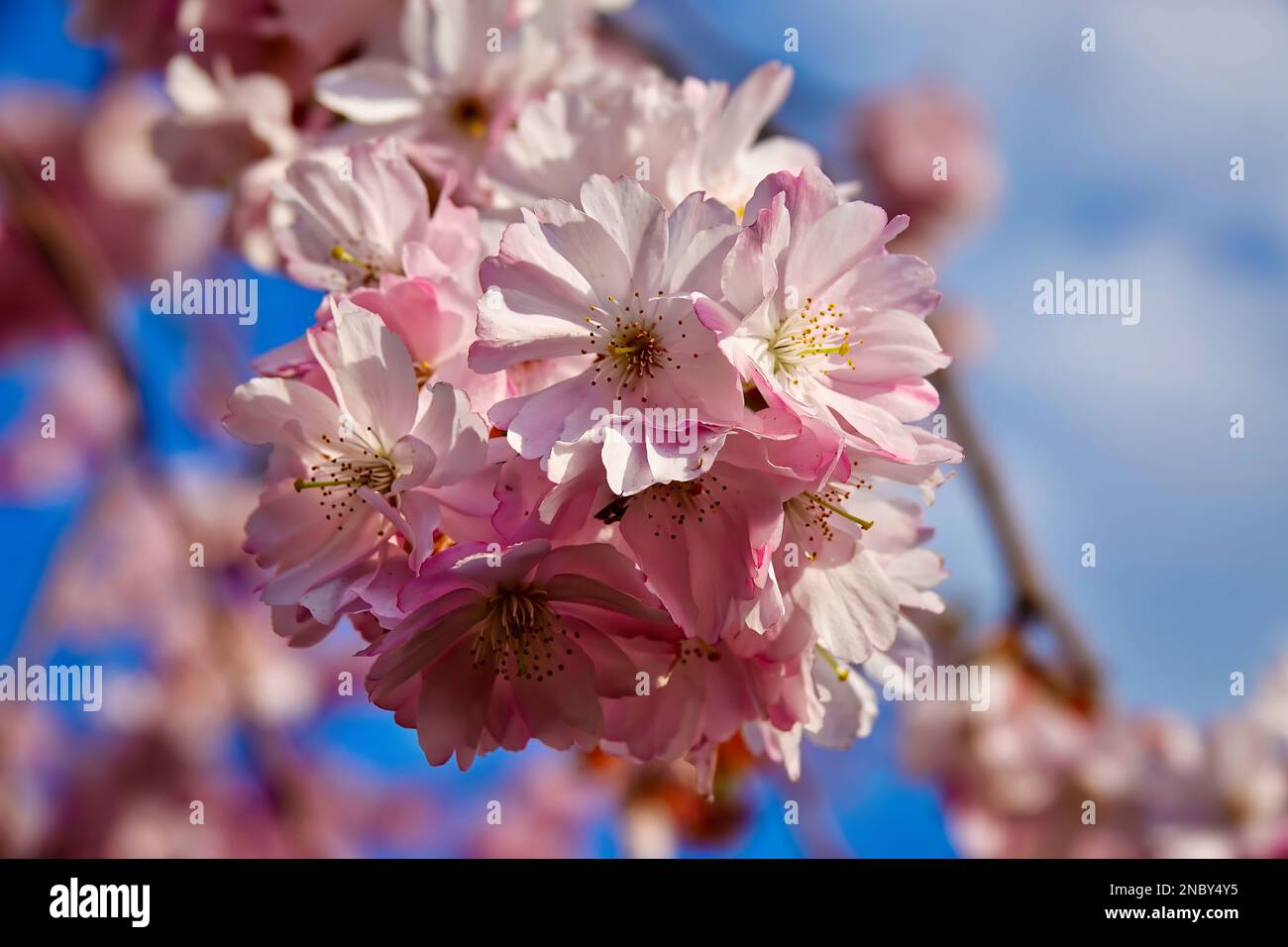 Il ciliegio giapponese fiorisce il primo segno della primavera Foto Stock