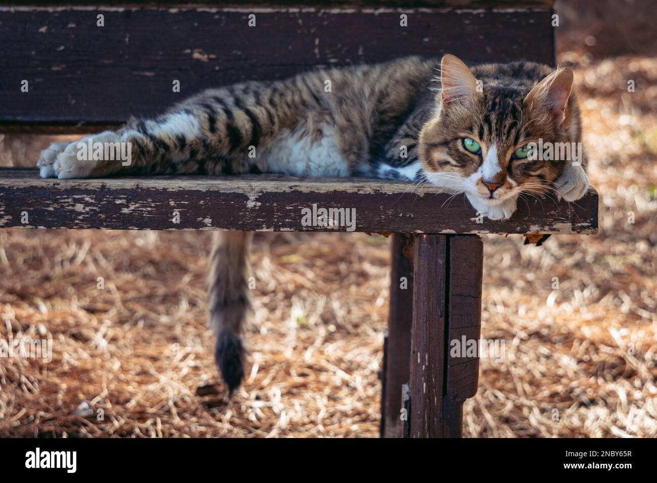 Gatto su una panchina nella città di Omodos nelle montagne di Troodos sul paese isola di Cipro Foto Stock