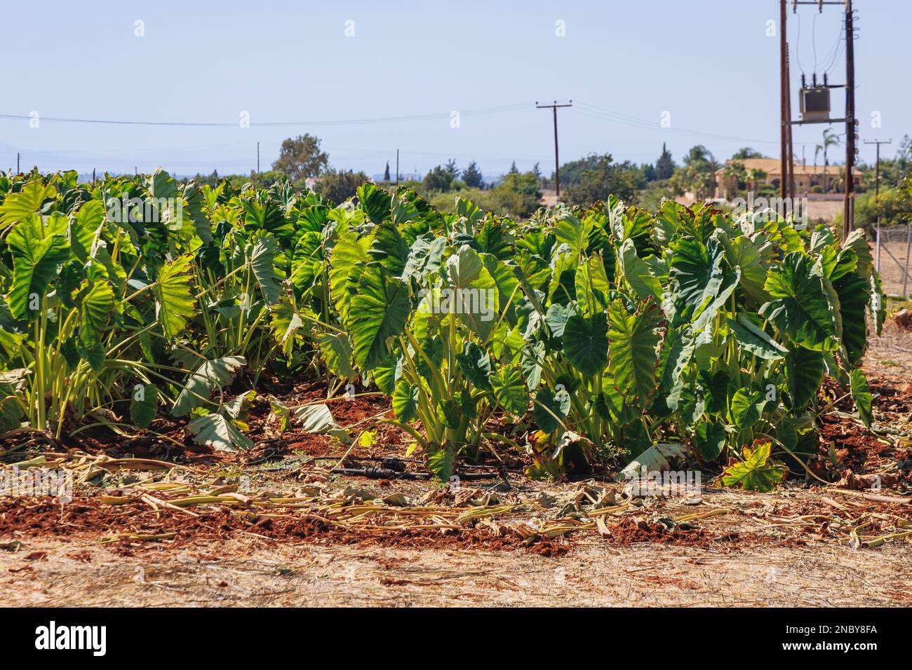 Campo dello stabilimento di Taro - Colocasia esculenta nella città di Sotira, distretto di Famagusta nel paese dell'isola di Cipro Foto Stock