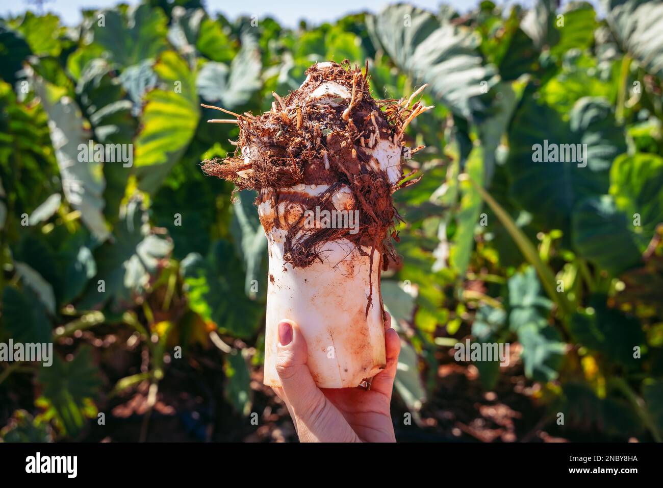 Stabilimento di Taro - Colocasia esculenta nella città di Sotira, quartiere Famagosta nel paese isola di Cipro Foto Stock