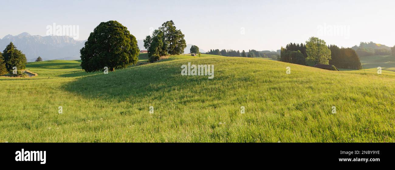 Una vista panoramica di una dolce collina ricurva, circondata da erba lussureggiante di fronte a singoli alberi in piena luce del sole. Foto Stock