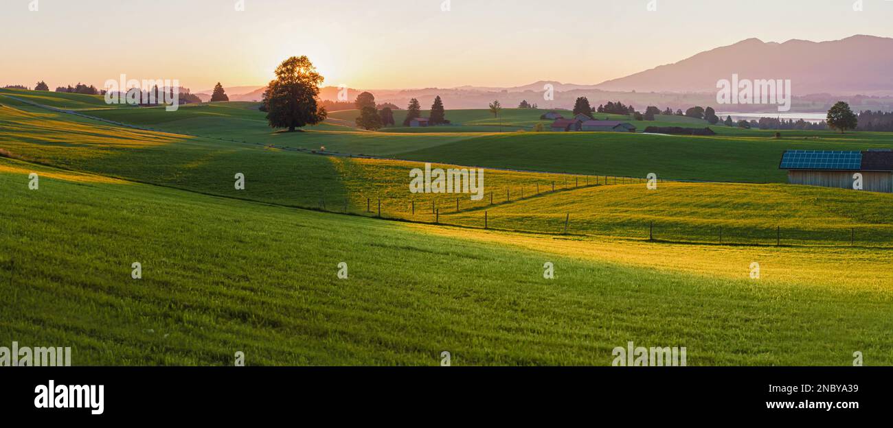 La luce calda della sera sul retro tocca il paesaggio collinare dei prati di fronte alle Alpi in Germania a Allgäu. Foto Stock