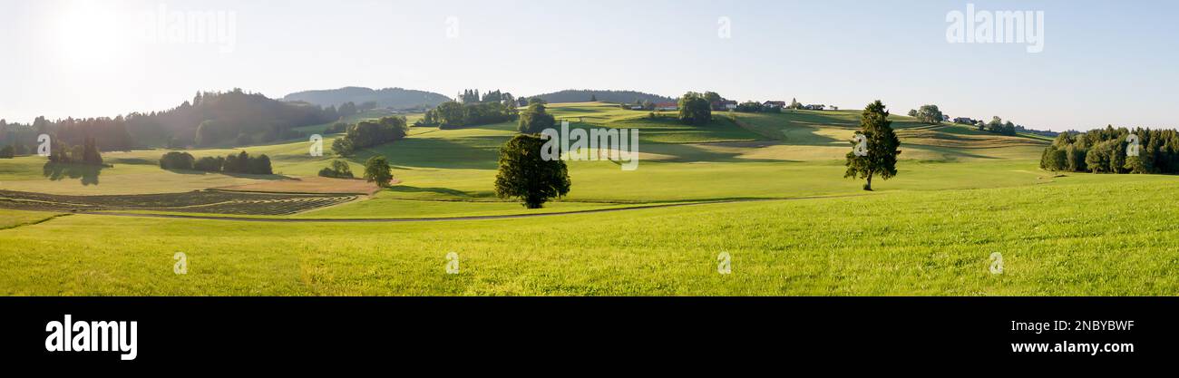 Una vista panoramica di un paesaggio prato con alberi singoli di fronte alle montagne di Allgäu in Germania al sole. Foto Stock