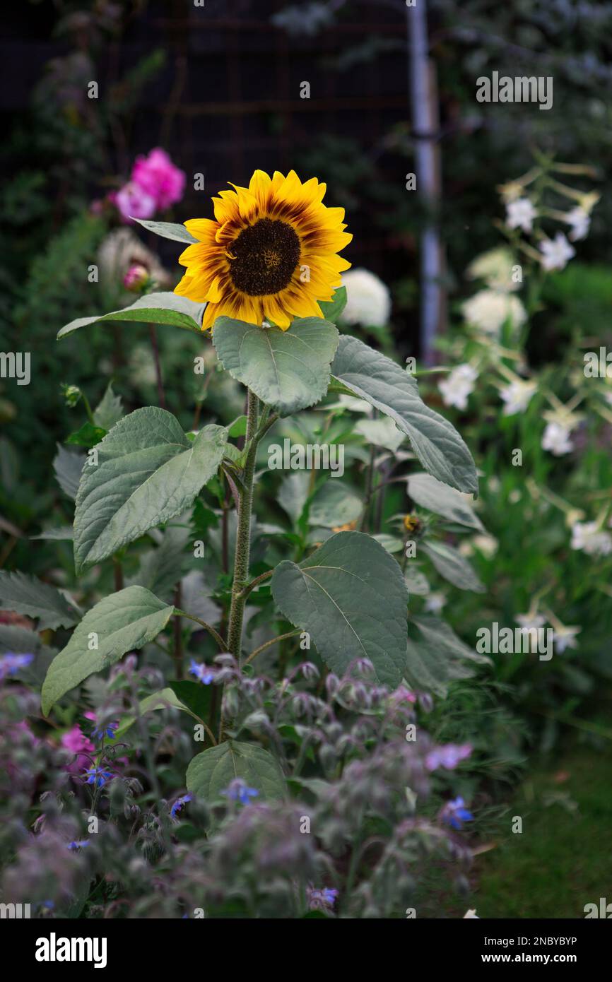 Girasole in Cottage Garden Foto Stock