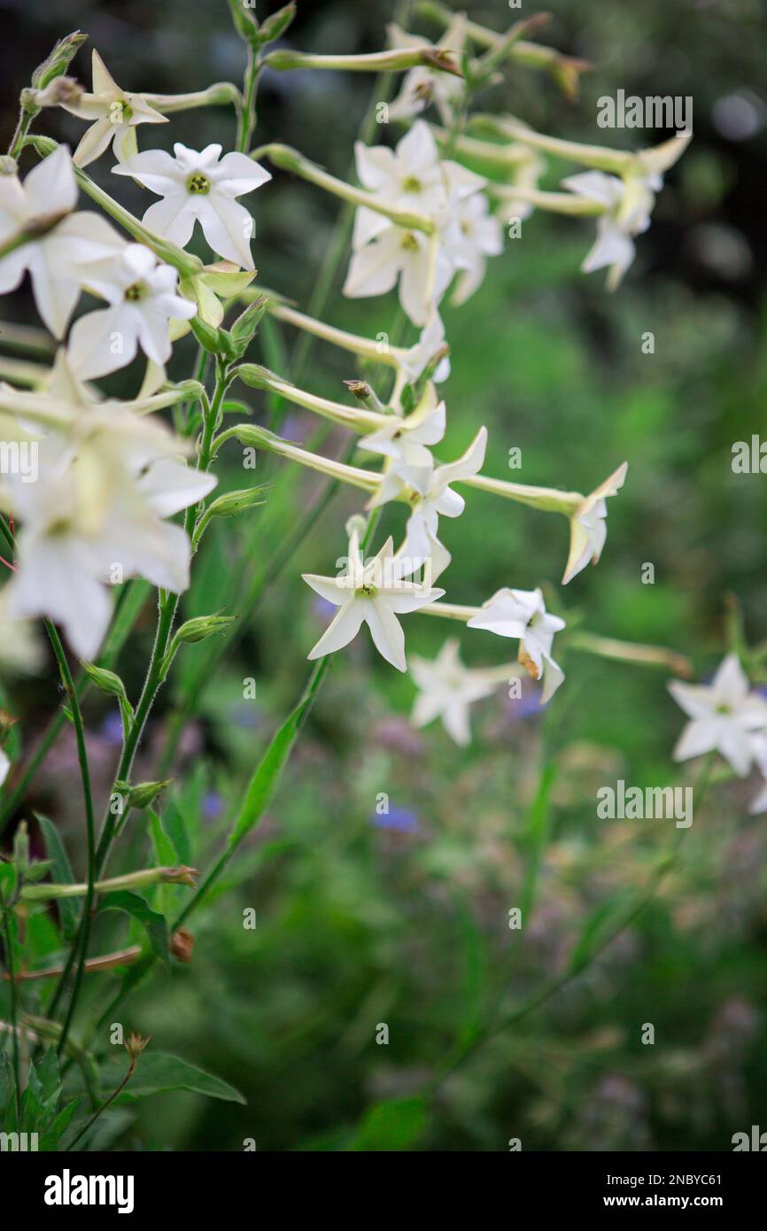 Fiori di tabacco Foto Stock