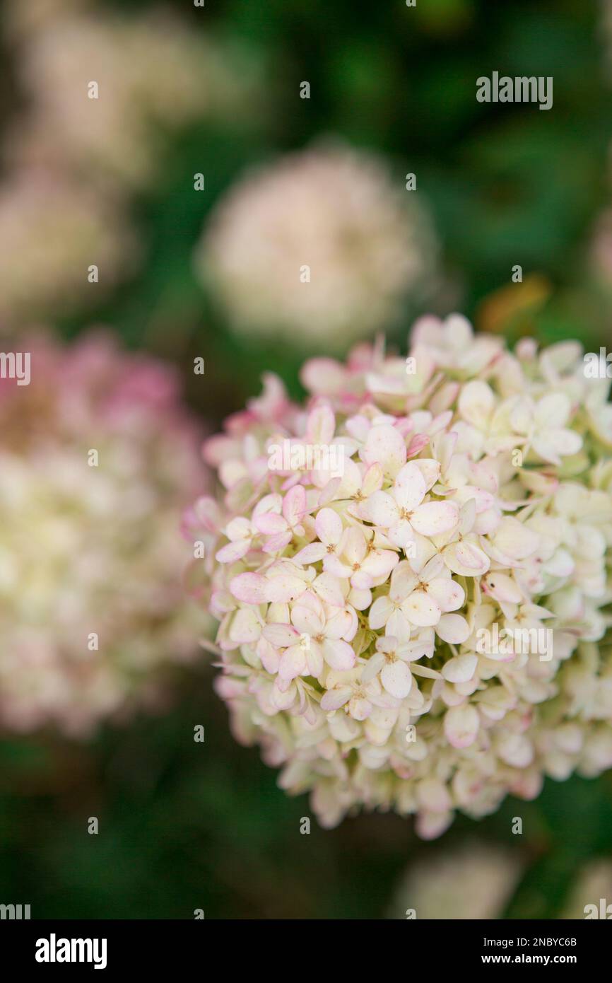 Limelight Hydrangea primo piano Foto Stock