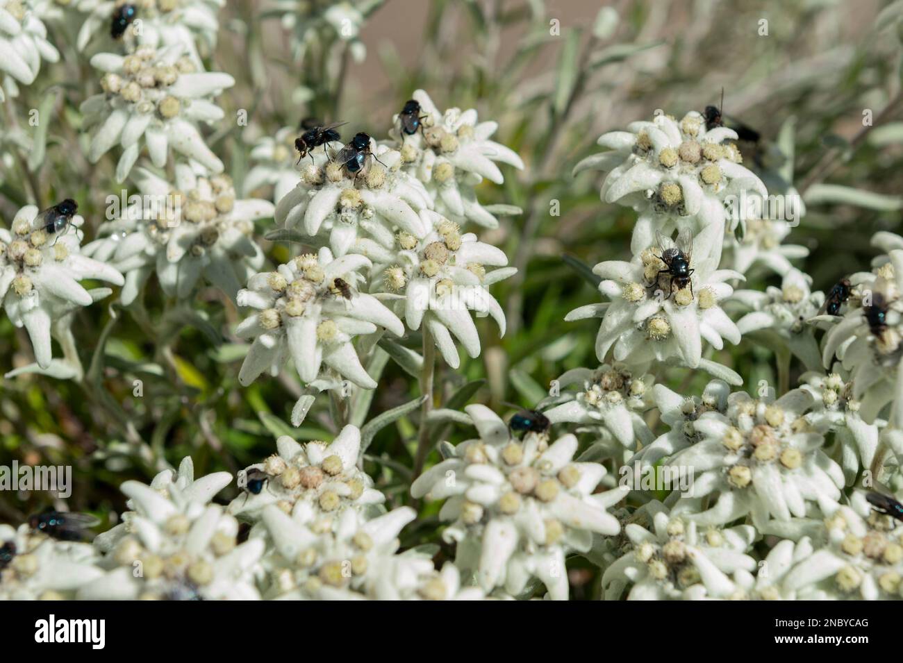fiori di edelweiss, villandri, italia Foto Stock