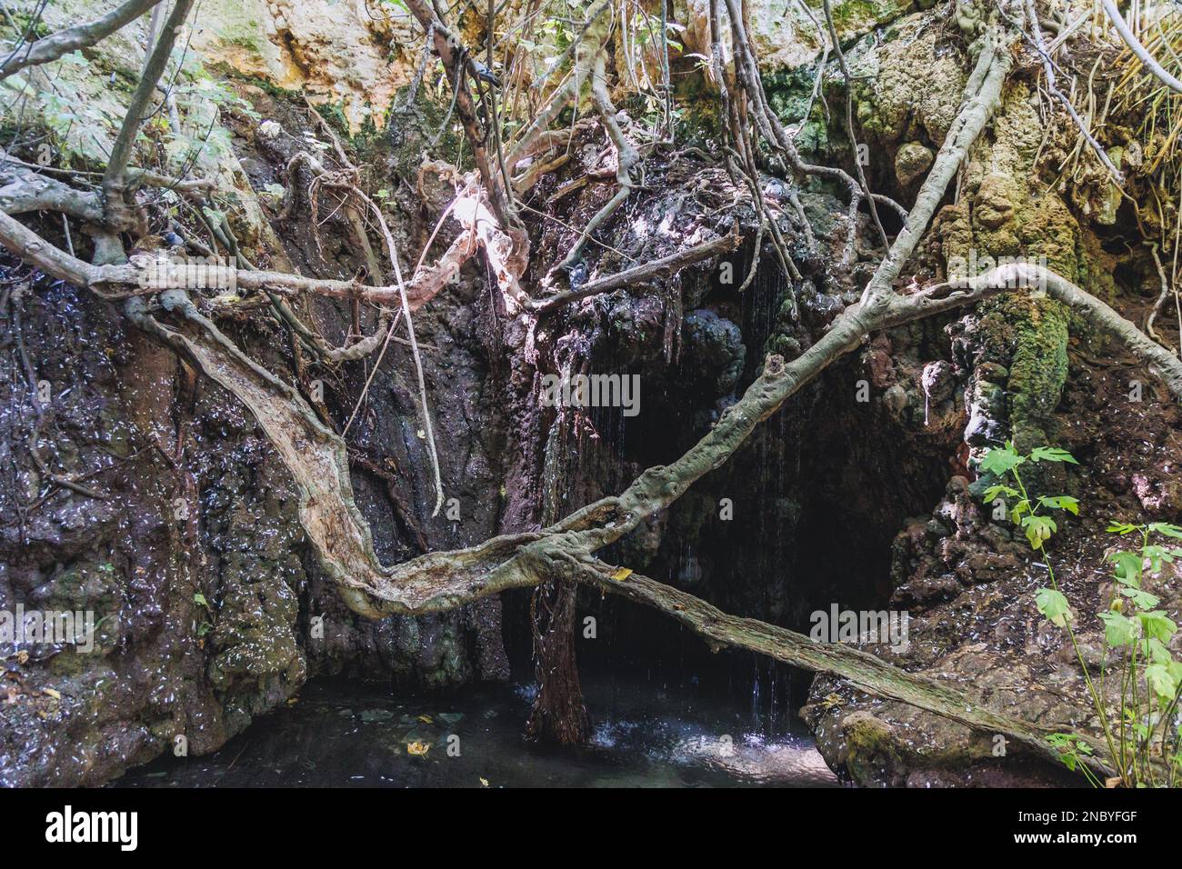 Grotta naturale delle terme di Afrodite Botanical Garden nella foresta nazionale di Akamas sulla penisola di Akamas, Paphos District a Cipro Foto Stock