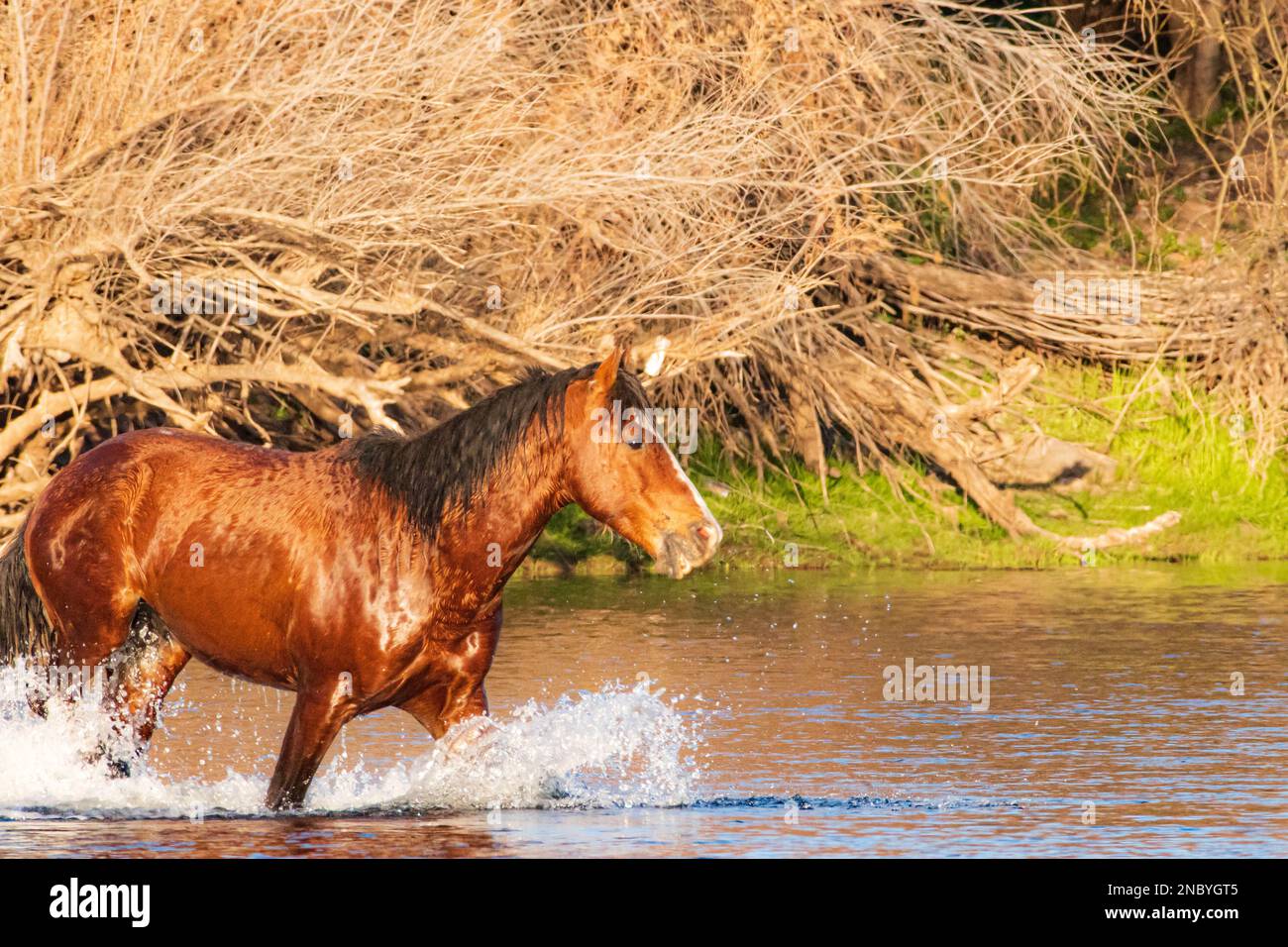 In movimento nel fiume Foto Stock