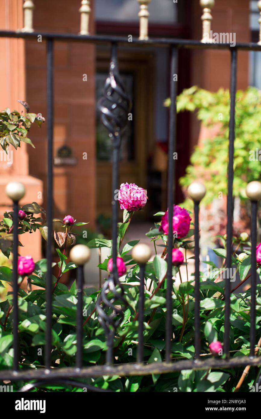 Peonie nel Giardino frontale Foto Stock