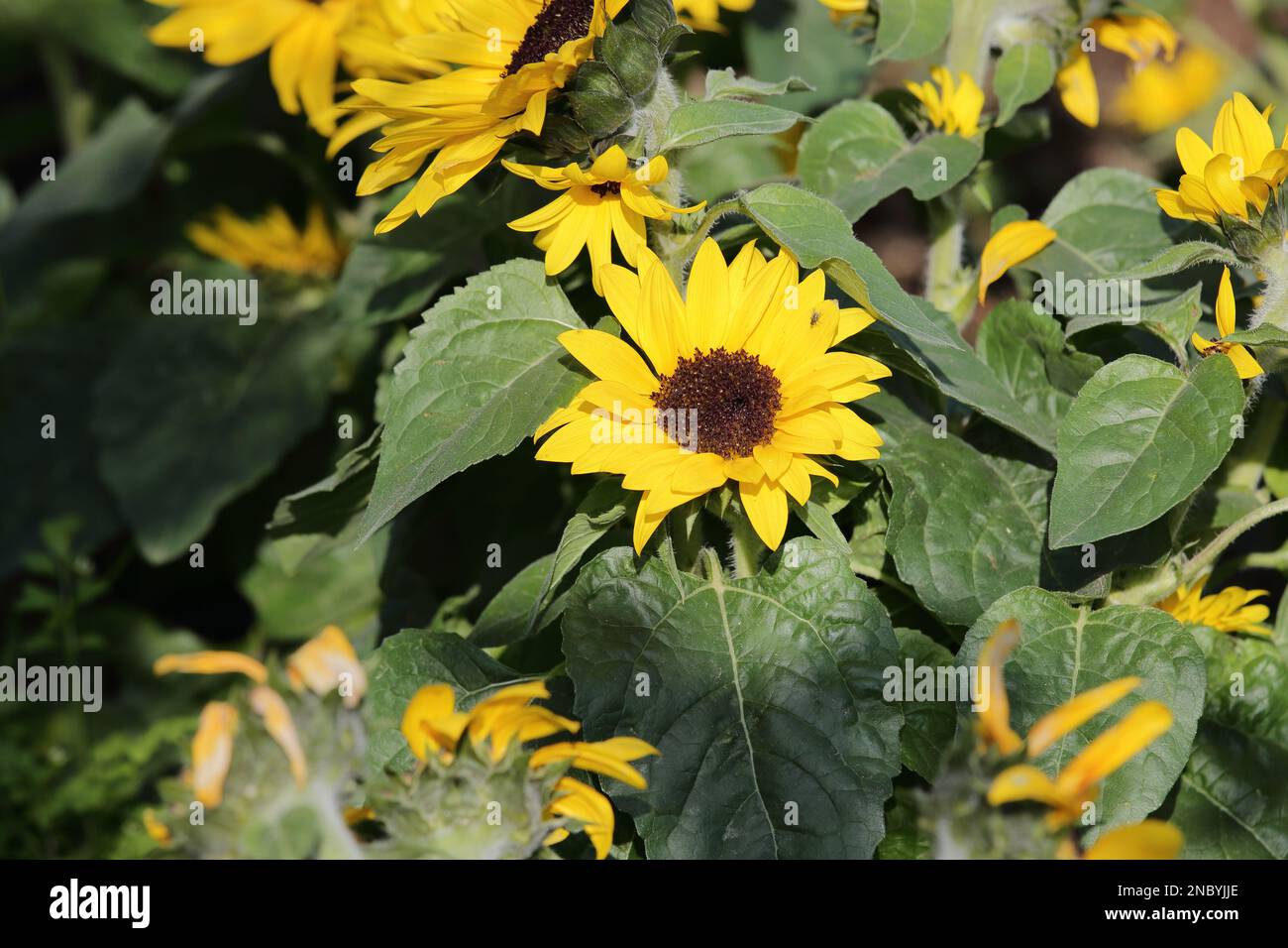 alcuni bellissimi girasoli fioriscono in un giardino Foto Stock