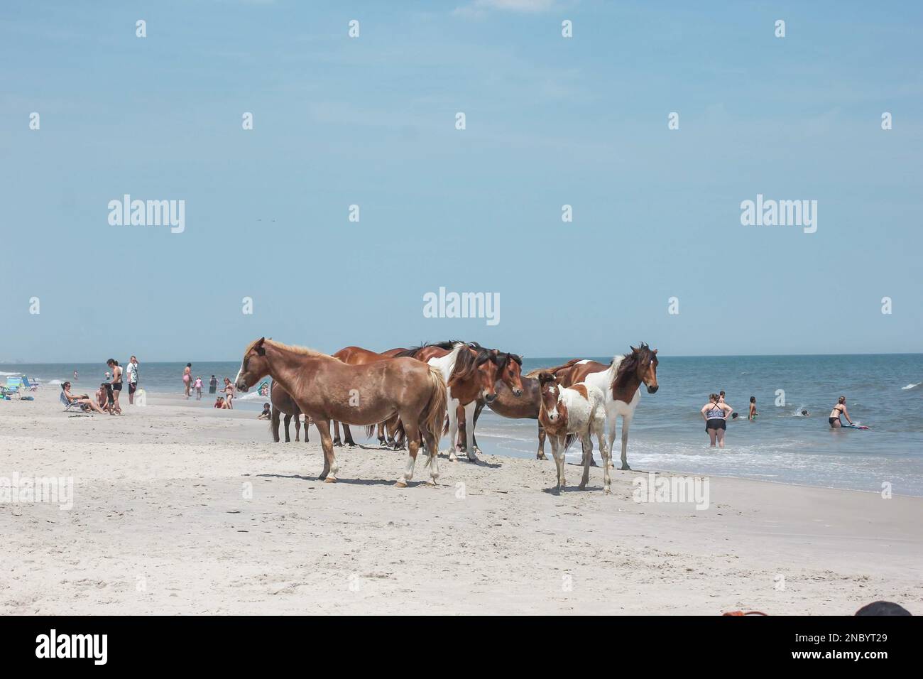 Isola di Assateague cavalli selvatici o pony lungo la spiaggia e l'oceano in estate, anche trovato a Chincoteague Foto Stock