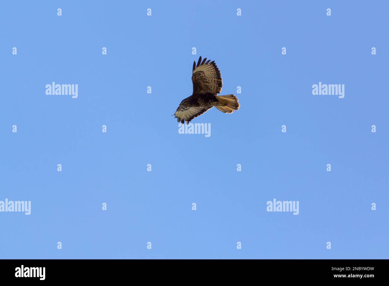Buzzard in volo Buteo buteo, grandi ali arrotondate finemente sbarrato coda del ventilatore marrone piumaggio cremoso sotto macchie scure sotto le ali becco agganciato Foto Stock