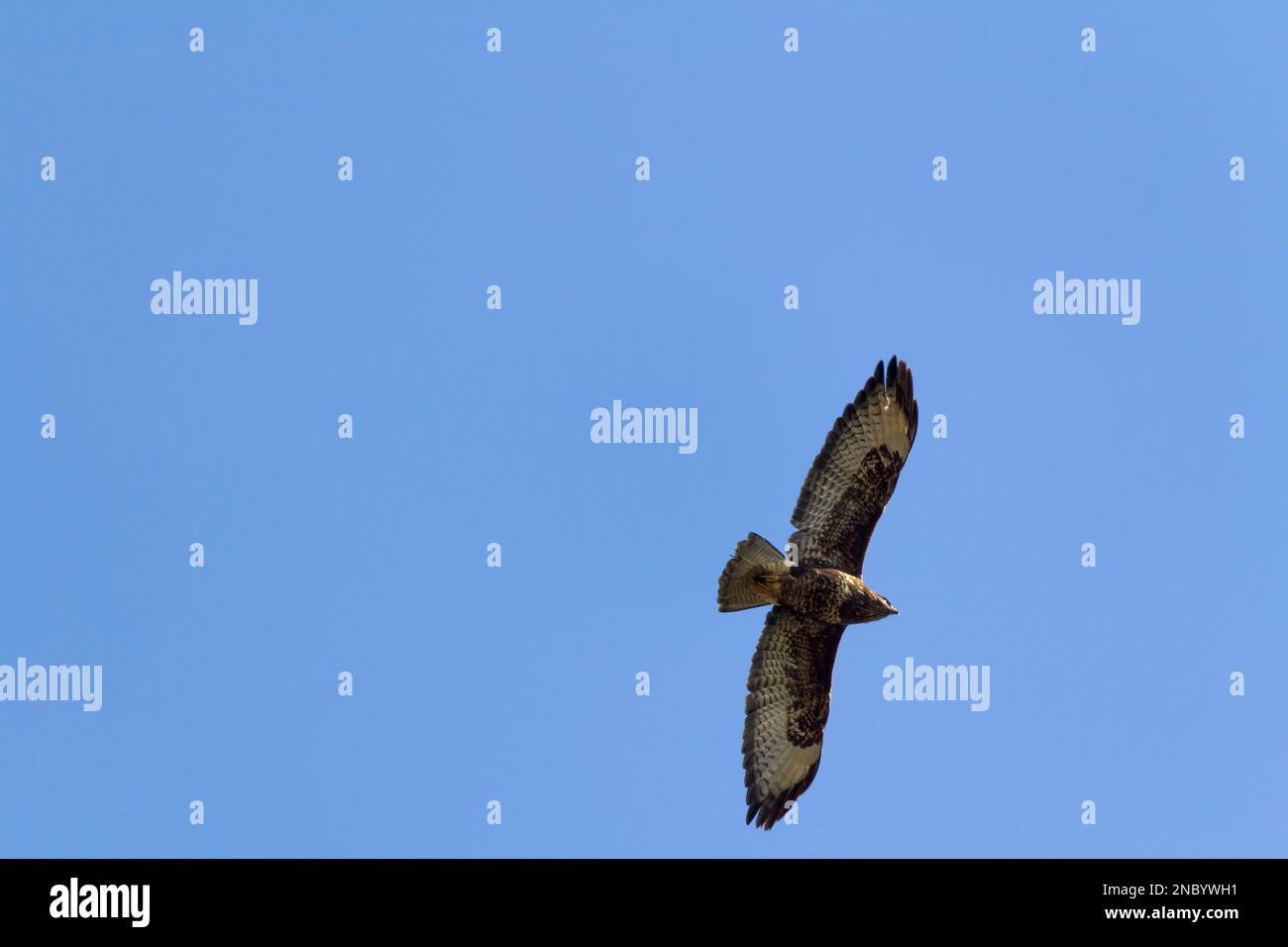 Buzzard in volo Buteo buteo, grandi ali arrotondate finemente sbarrato coda del ventilatore marrone piumaggio cremoso sotto macchie scure sotto le ali becco agganciato Foto Stock