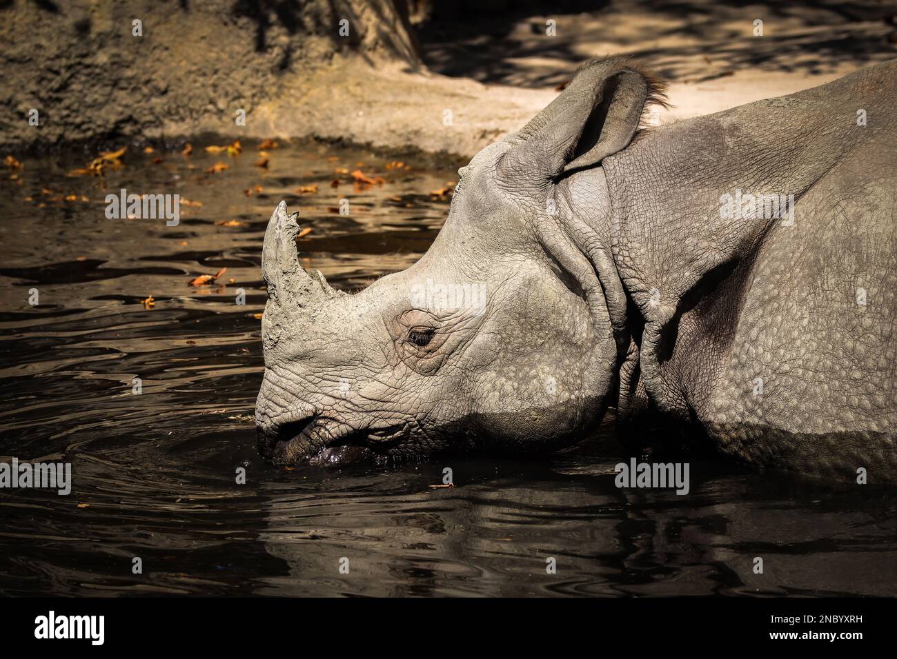 Rinoceronte indiano a Sunny Zoo Pond. Rinoceronte Unicornis bevande dall'acqua nel giardino zoologico. Foto Stock
