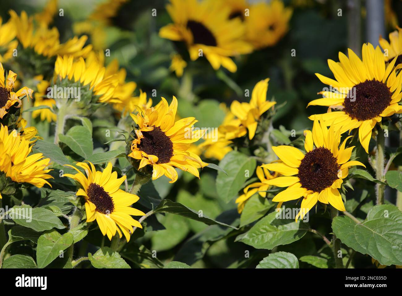 alcuni bellissimi girasoli fioriscono in un giardino Foto Stock