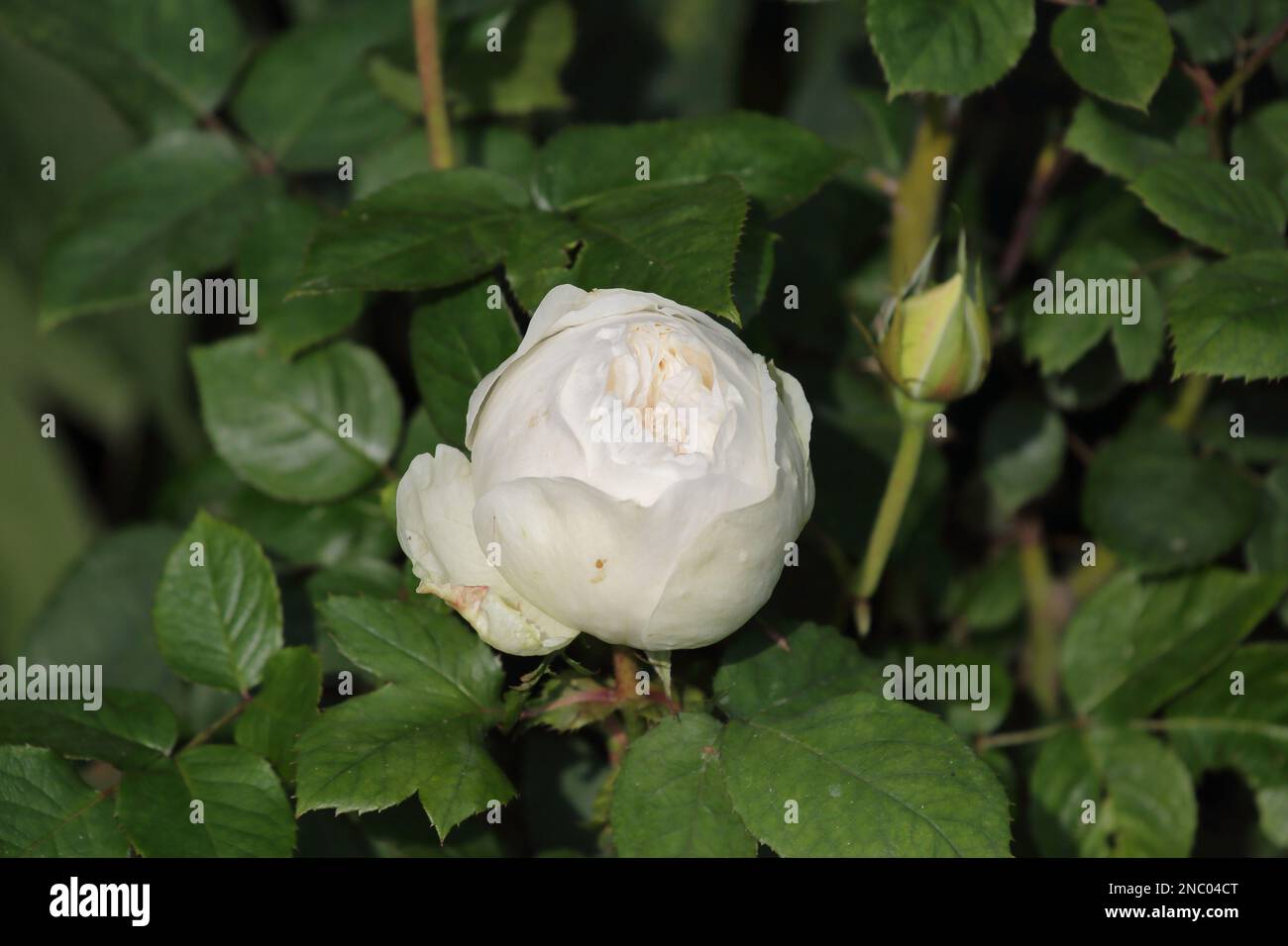 vista ravvicinata di un'elegante rosa in un giardino Foto Stock