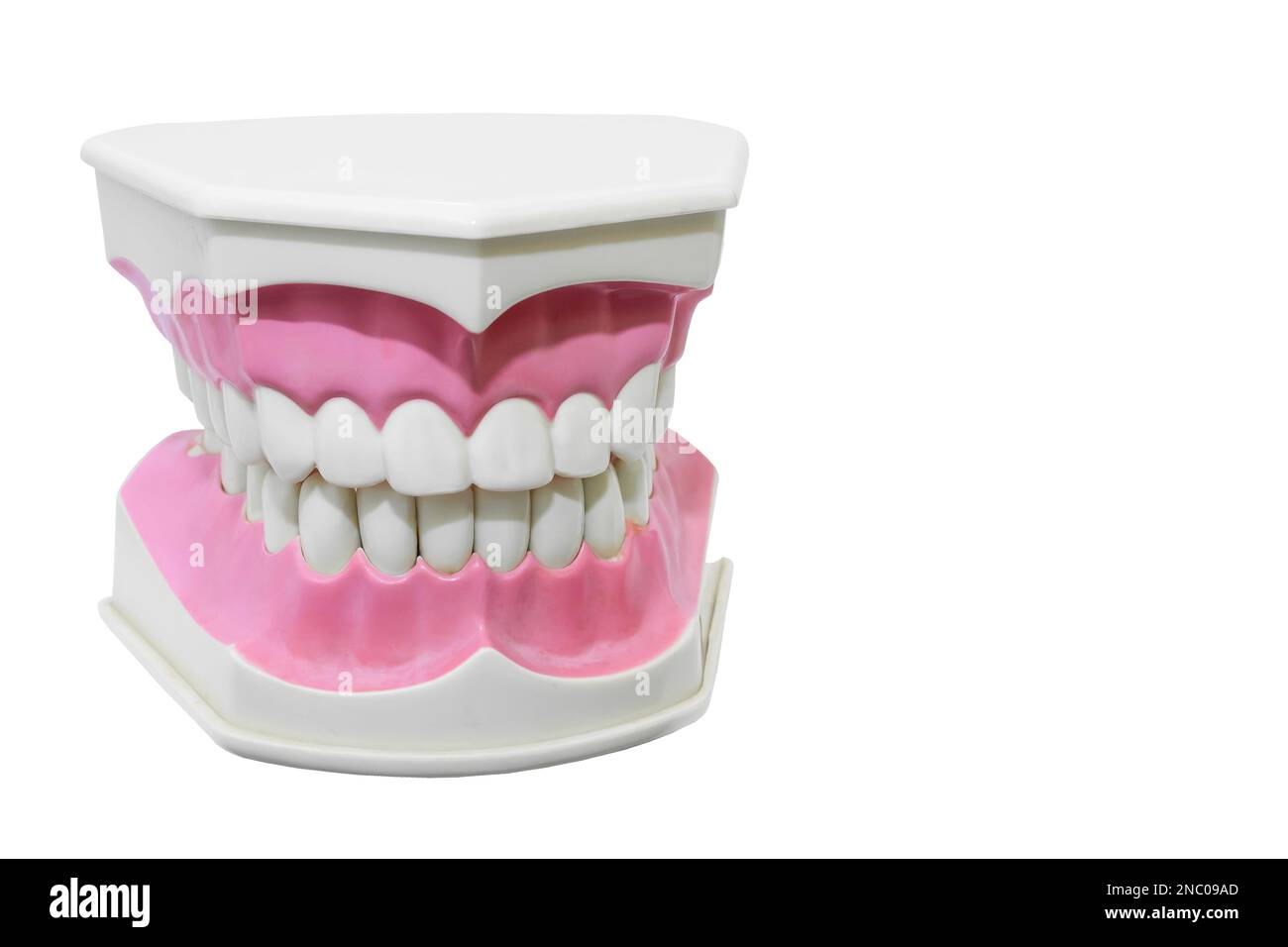 Dentiera dentiera medica, primo piano Foto Stock