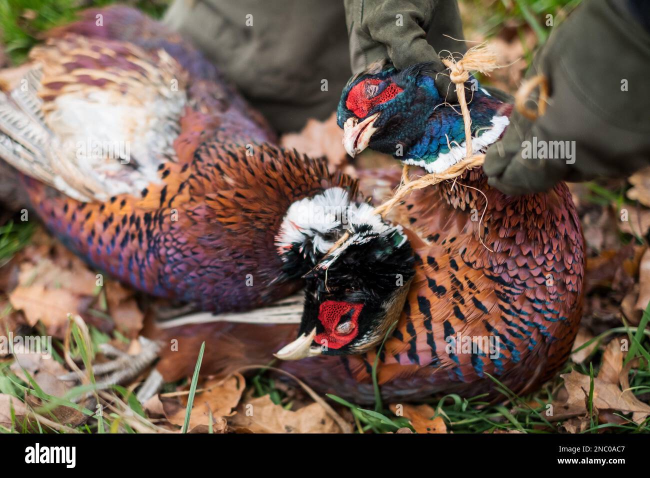 Caccia ai fagiani - mani con guanti da cacciatore che raccolgono due fagiani morti Foto Stock