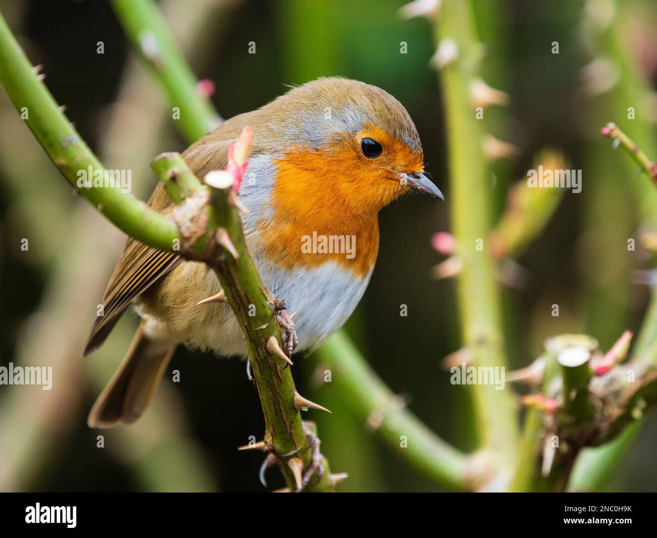 Adulto, arrostito, robin europeo, Erithacus rubecula, arroccato su un roseto potato in un giardino Devon, Regno Unito Foto Stock