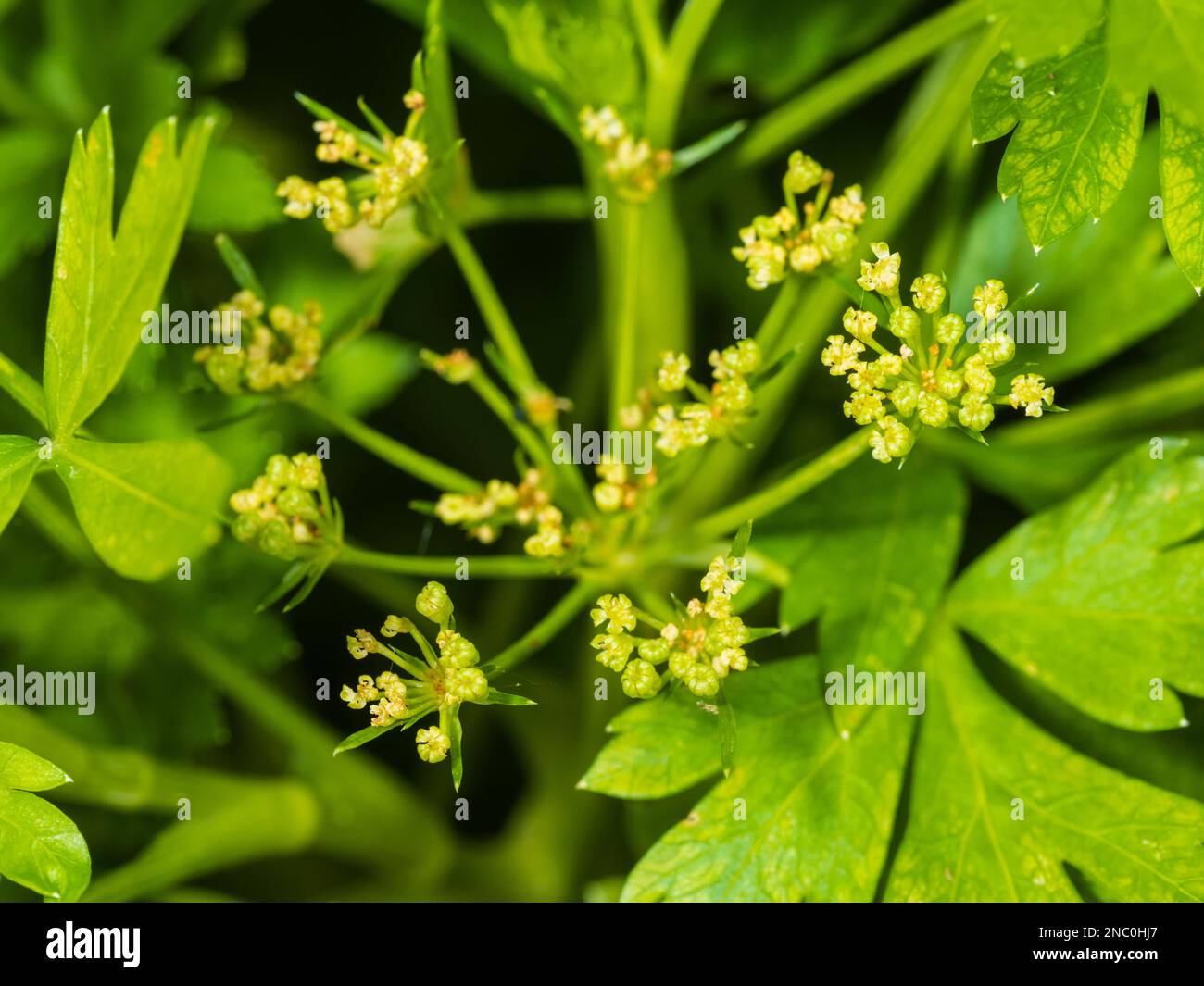 Piccoli fiori verdi nell'ombelico dell'erba di prezzemolo biennale, Petroselinum crispum var. napolitanum Foto Stock