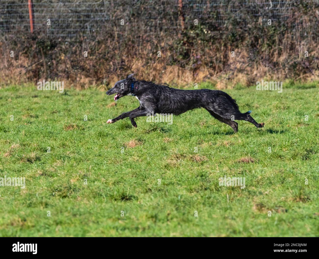 Puppy deerhound x levriero lurcher a piena velocità mostrando la fase estesa del galoppo a doppia sospensione di sospiro Foto Stock