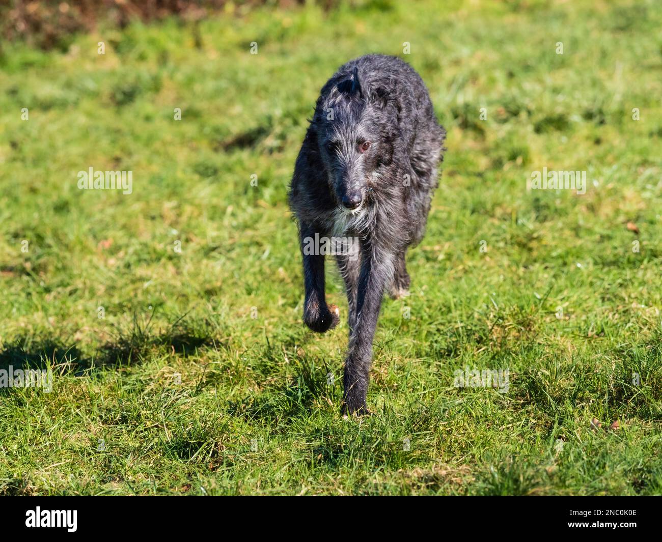 Cucciolo deerhound x levriero lurcher mostrato testa su mentre nel suo galoppo a piena velocità Foto Stock