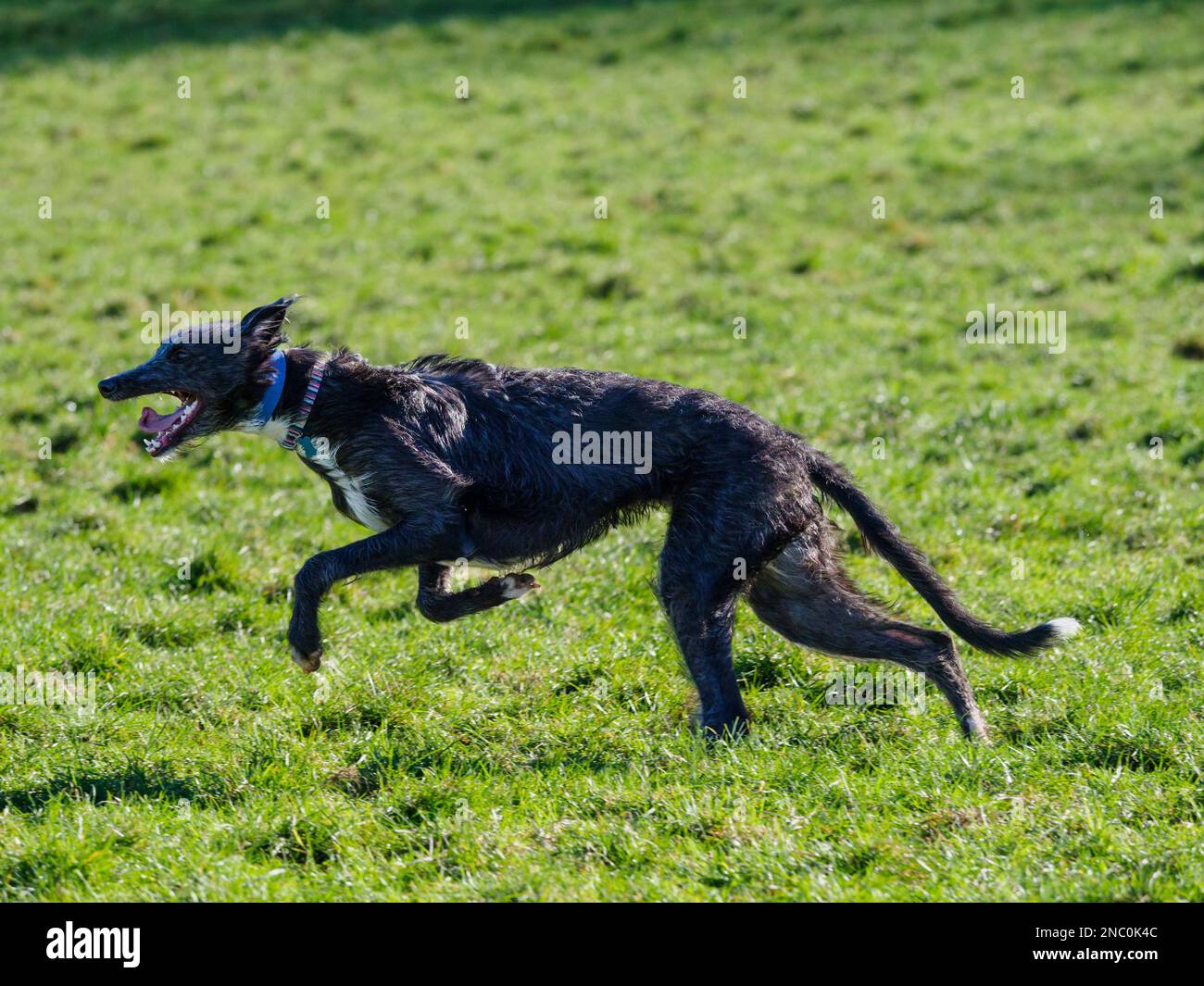 Cucciolo deerhound x levriero lurcher a piena velocità che si sposta nella fase estesa del galoppo a doppia sospensione sospiro Foto Stock
