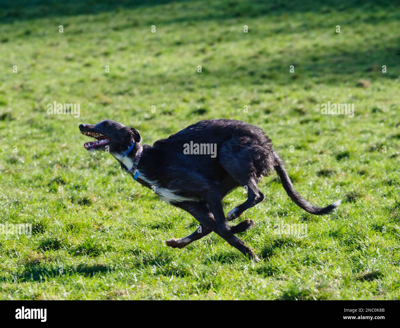Cucciolo deerhound x levriero lurcher a piena velocità mostrando la fase di tuck del galoppo a doppia sospensione di sospiro Foto Stock