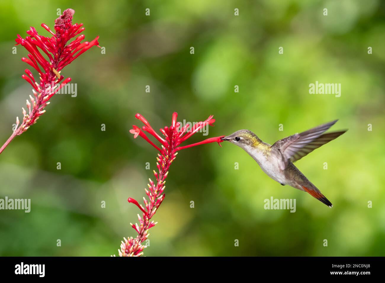 Rubino Topaz colibrì che si nutrono di un fiore tubolare rosso alla luce del sole. Foto Stock