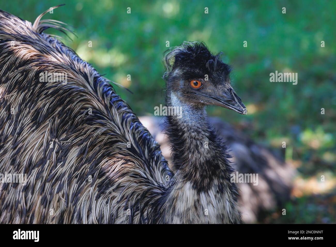 Primo piano su un uccello dell'uem Foto Stock