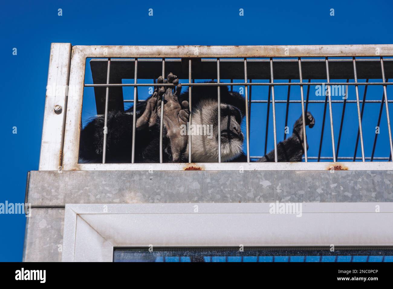 Guereza Manled - Colobus Guereza nel Giardino Zoologico Slesiano a Chorzow, nella regione della Slesia in Polonia Foto Stock