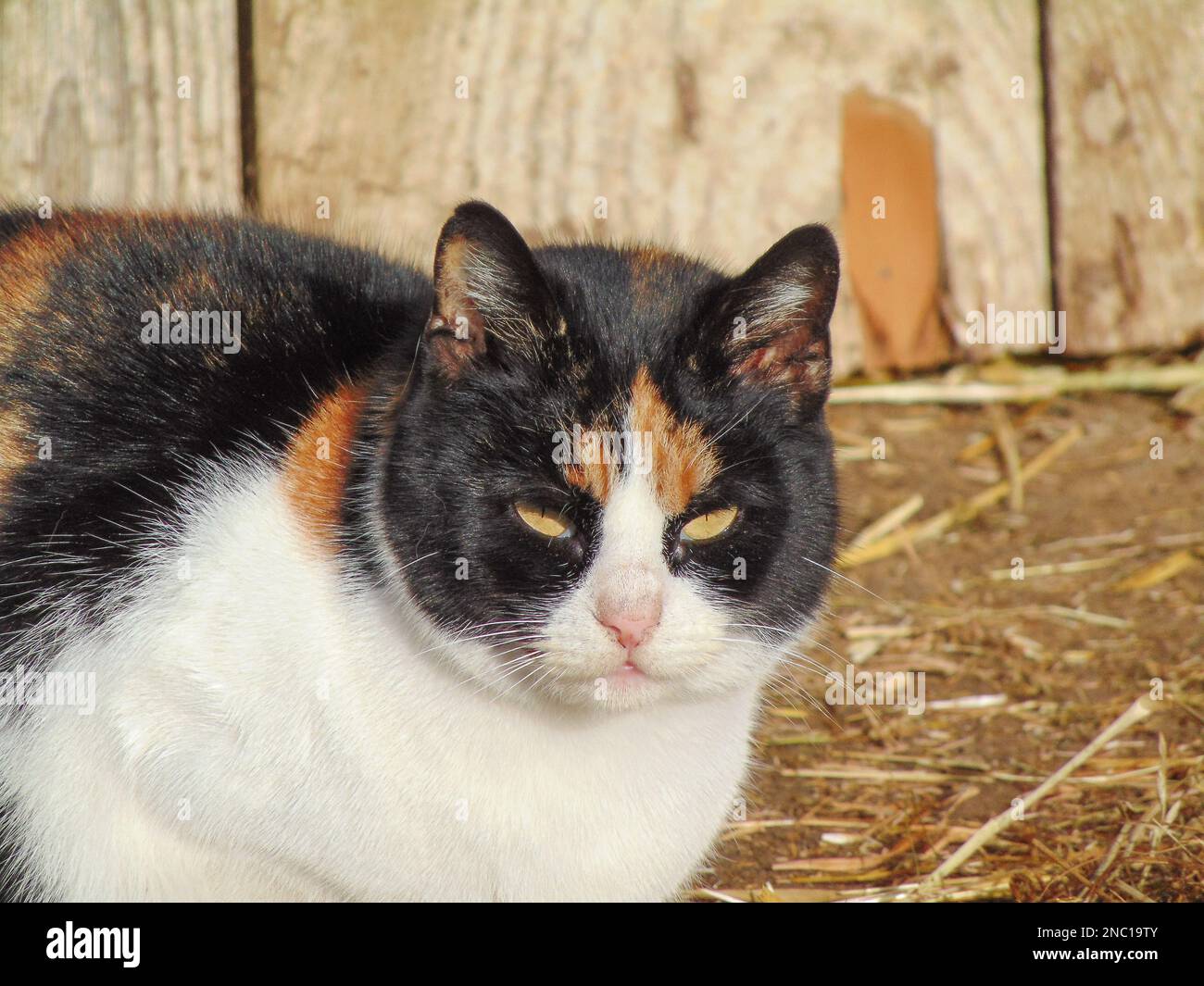 Gatto nero con macchie bianche e arancioni. Gatto ritratto Foto Stock