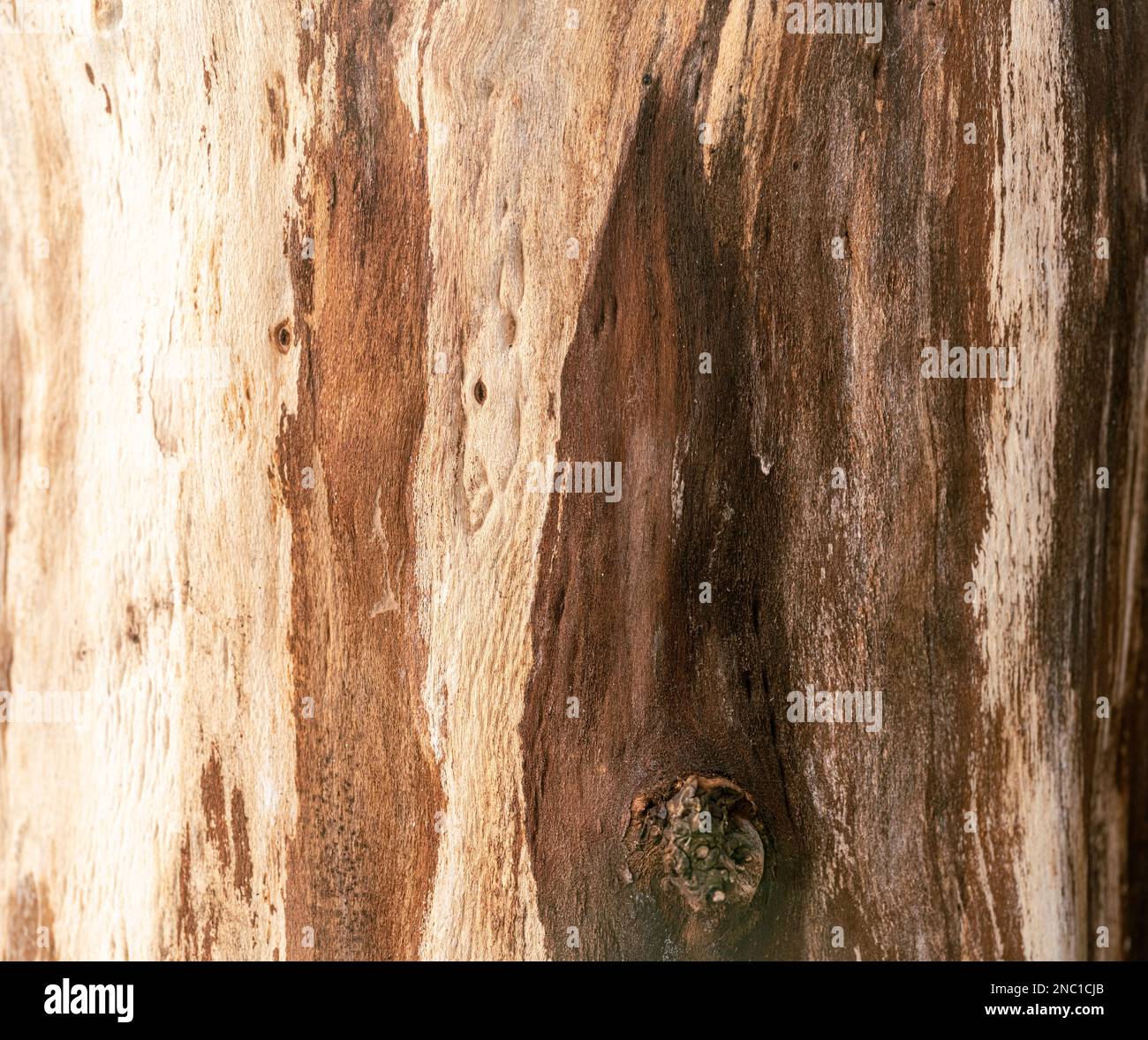 Un primo piano della tessitura del legno appena segato Foto Stock