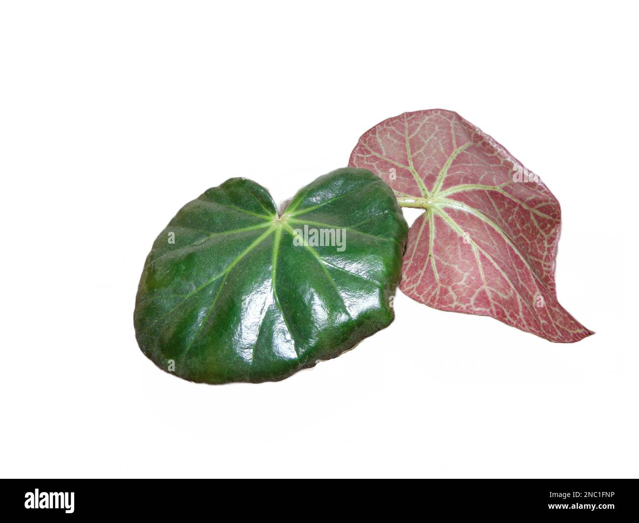 Pianta di Holly cubana isolata su bianco. Impianto di Begonia Foto Stock