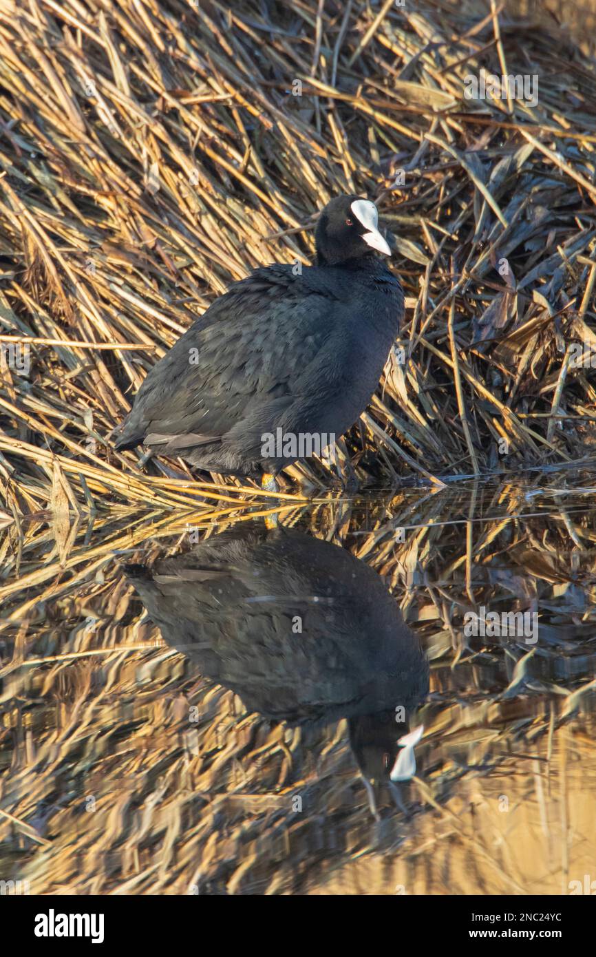 Un coot in piedi su di esso è nido a RSPC Lakenheath in Norfolk Inghilterra, febbraio 2023 Foto Stock