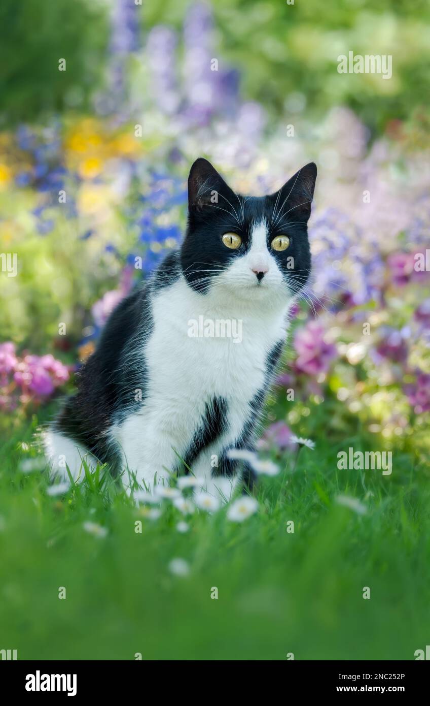 Carino gatto, motivo tuxedo bicolore bianco e nero, europeo Shorthair, seduto curiosamente in un colorato giardino fiorito in estate, Germania Foto Stock