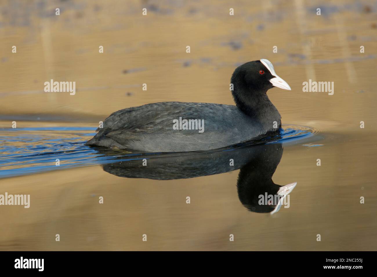 Un Coot eurasiatico, alla ricerca di cibo sulle zone umide a RSPB Lakenheath Fens in Norfolk Inghilterra, febbraio 2023 Foto Stock