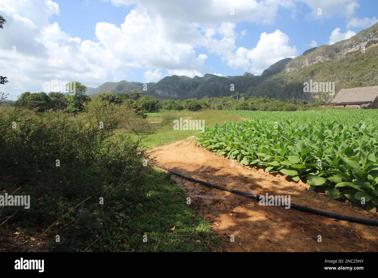 Viste mozzafiato a vale de Viñales (Valle di Vinales) nella provincia di Pinar del Rio, Cuba Foto Stock