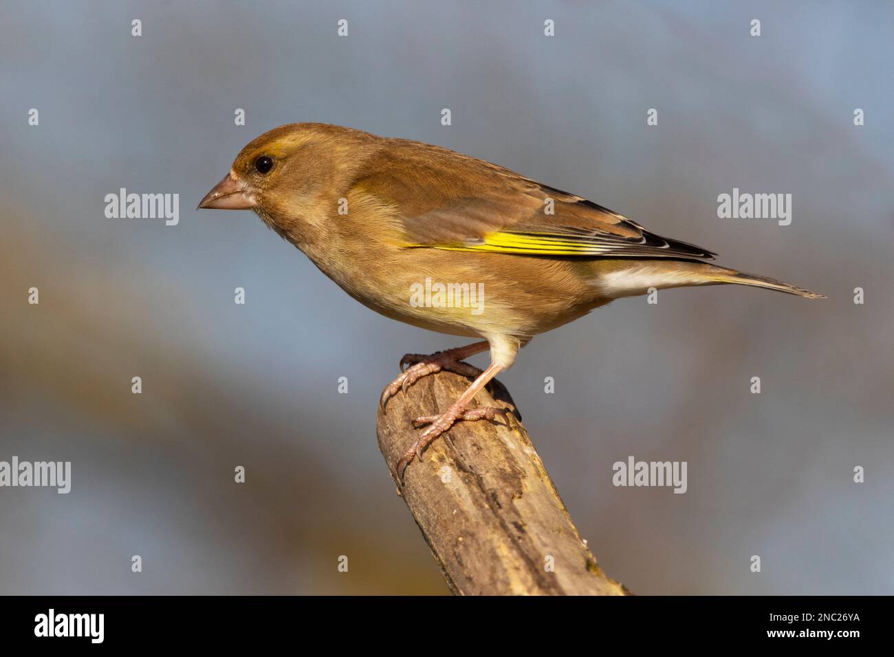Una femmina verdeggiante arroccata su un albero a RSPB Lakenheath in Norfolk Inghilterra, febbraio 2023 Foto Stock
