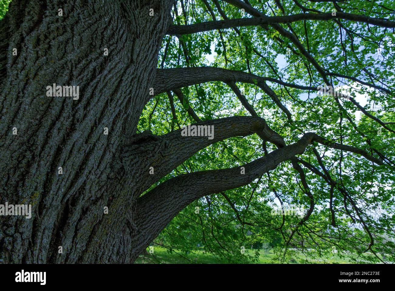 Vista su un antico albero a più rami. Foto Stock