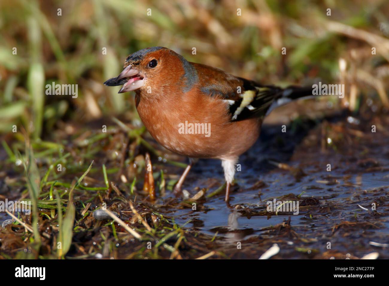 Un maschio Chaffinch nutrirsi di semi nelle zone umide di RSPB Lakenheath a Norfolk, Inghilterra, febbraio 2023 Foto Stock