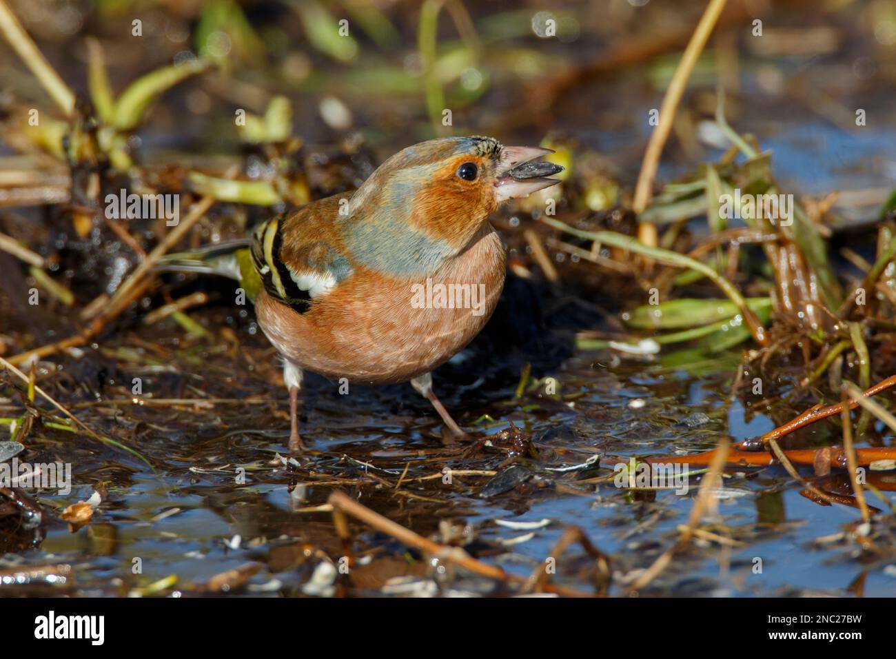 Un maschio Chaffinch nutrirsi di semi nelle zone umide di RSPB Lakenheath a Norfolk, Inghilterra, febbraio 2023 Foto Stock