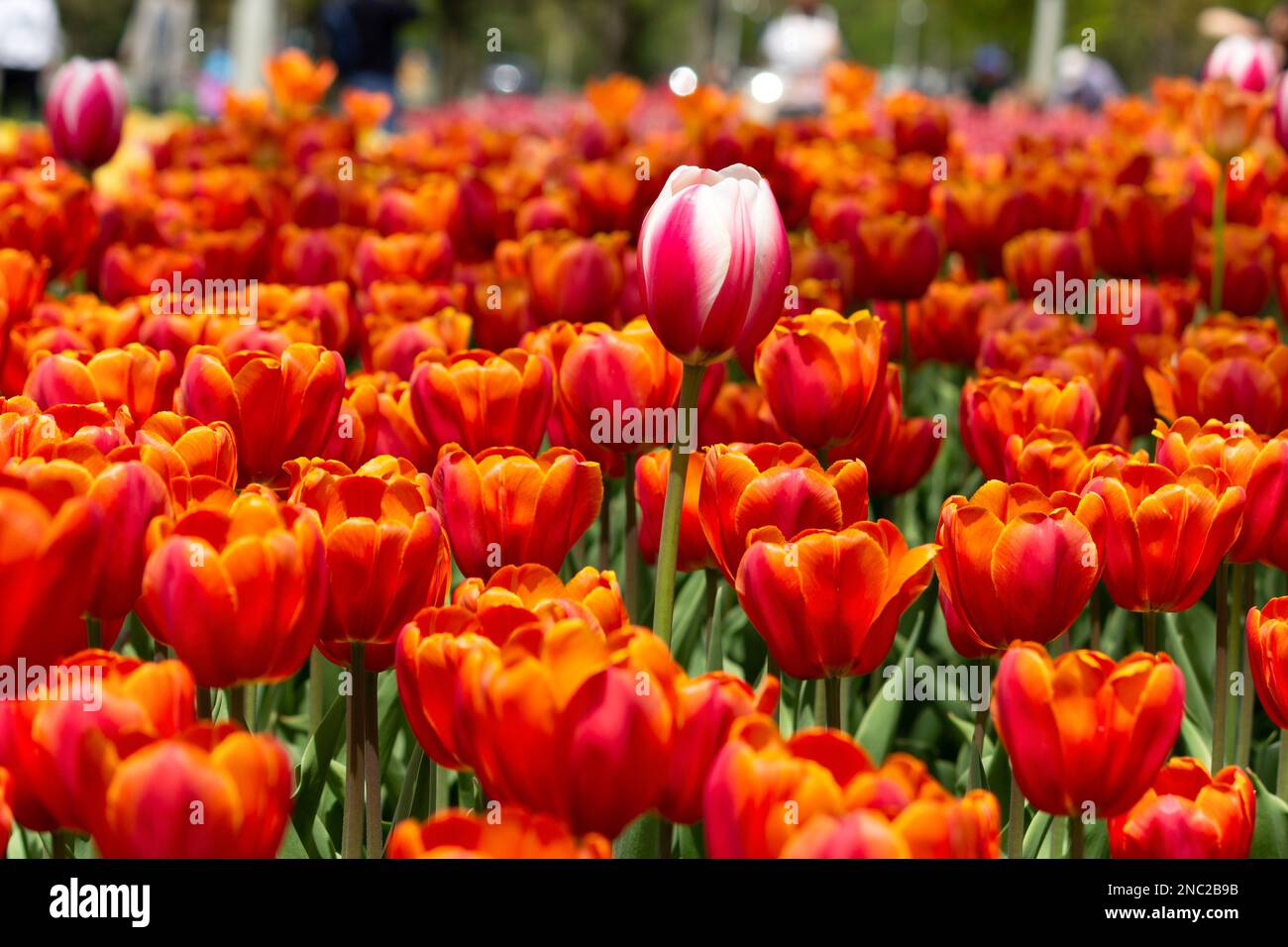 Un tulipano rosa e bianco si erge sopra una folla di arancio i un giardino di primavera. Foto Stock