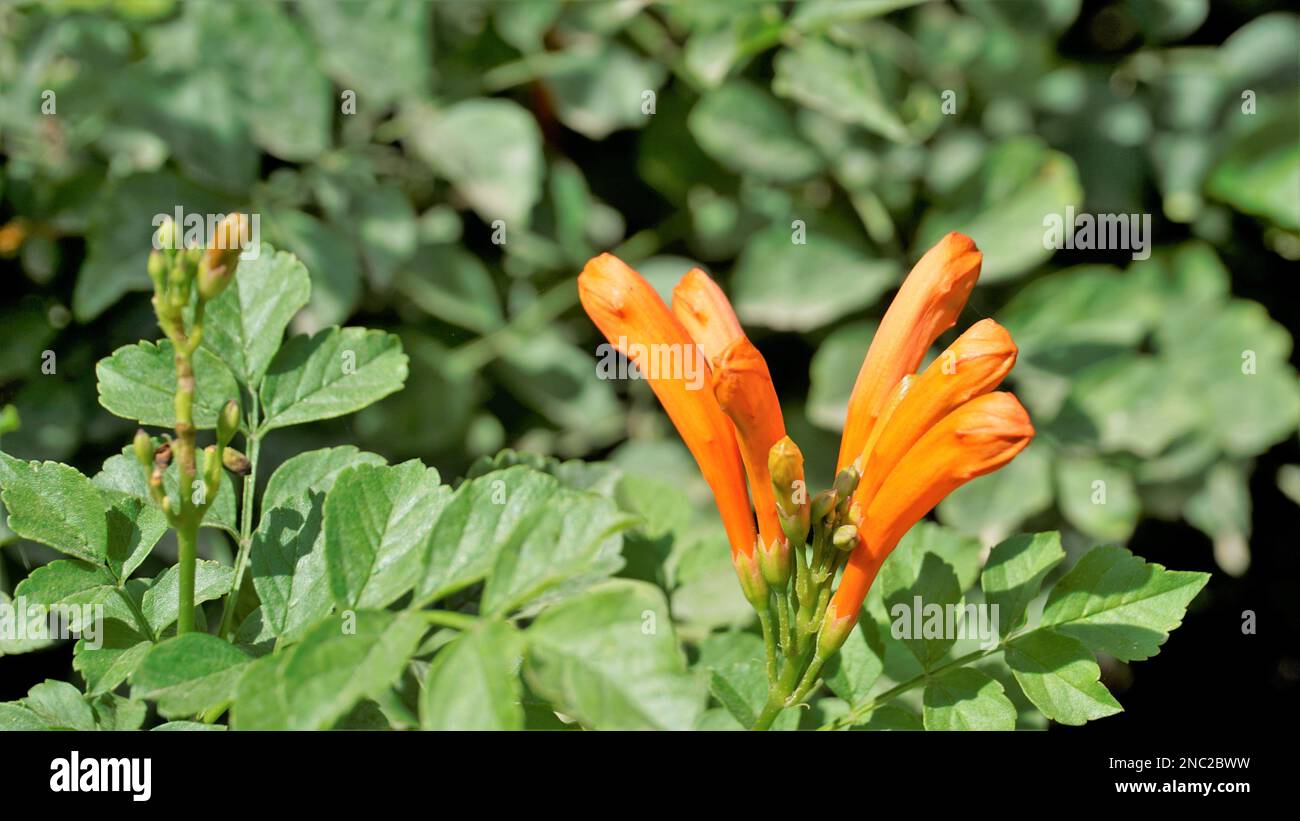 Primo piano di fiori d'arancio di Tecoma capensis conosciuto anche come capello di miele, Tecomaria, palude horsetail ecc. Foto Stock